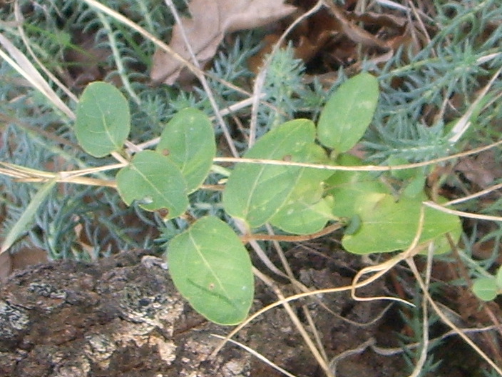 Rampicante - Lonicera sp.